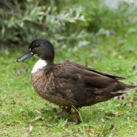 Hybrid Duck
